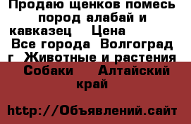 Продаю щенков помесь пород алабай и кавказец. › Цена ­ 1 500 - Все города, Волгоград г. Животные и растения » Собаки   . Алтайский край